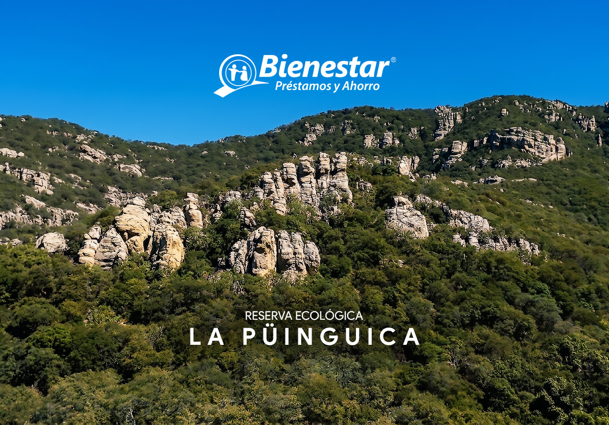 La Pingüica: Nuestro Compromiso con el Futuro Verde de México